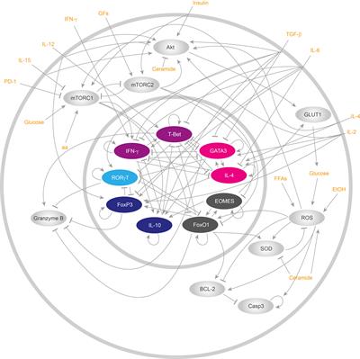 Metabolic alterations impair differentiation and effector functions of CD8+ T cells